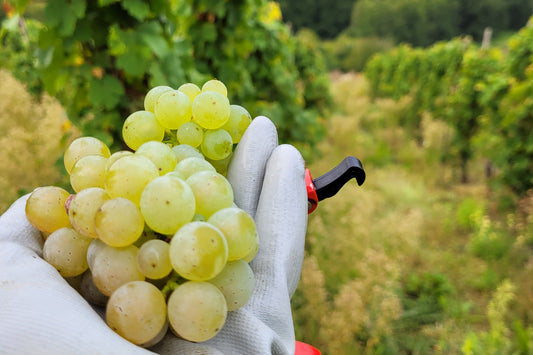 Riesling Trauben bei der Weinlese 2023 an der Mosel, Dhroner Hofberg