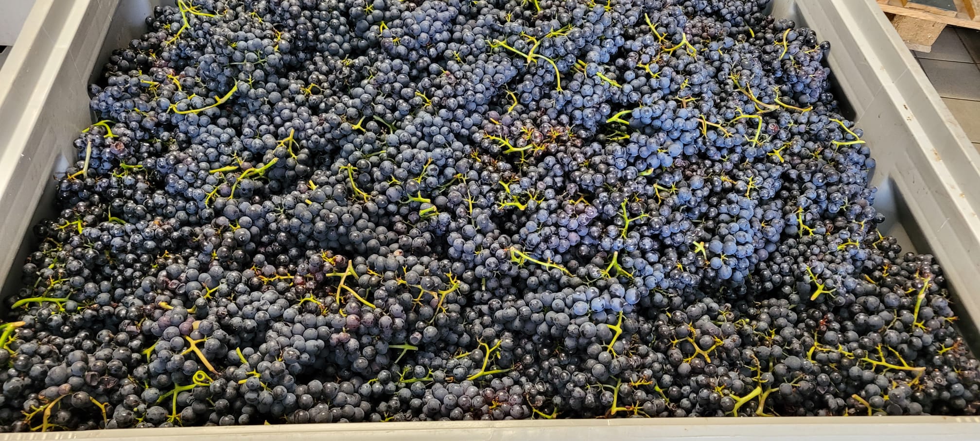Premiere - Blanc de Noir im ersten Jahrgang