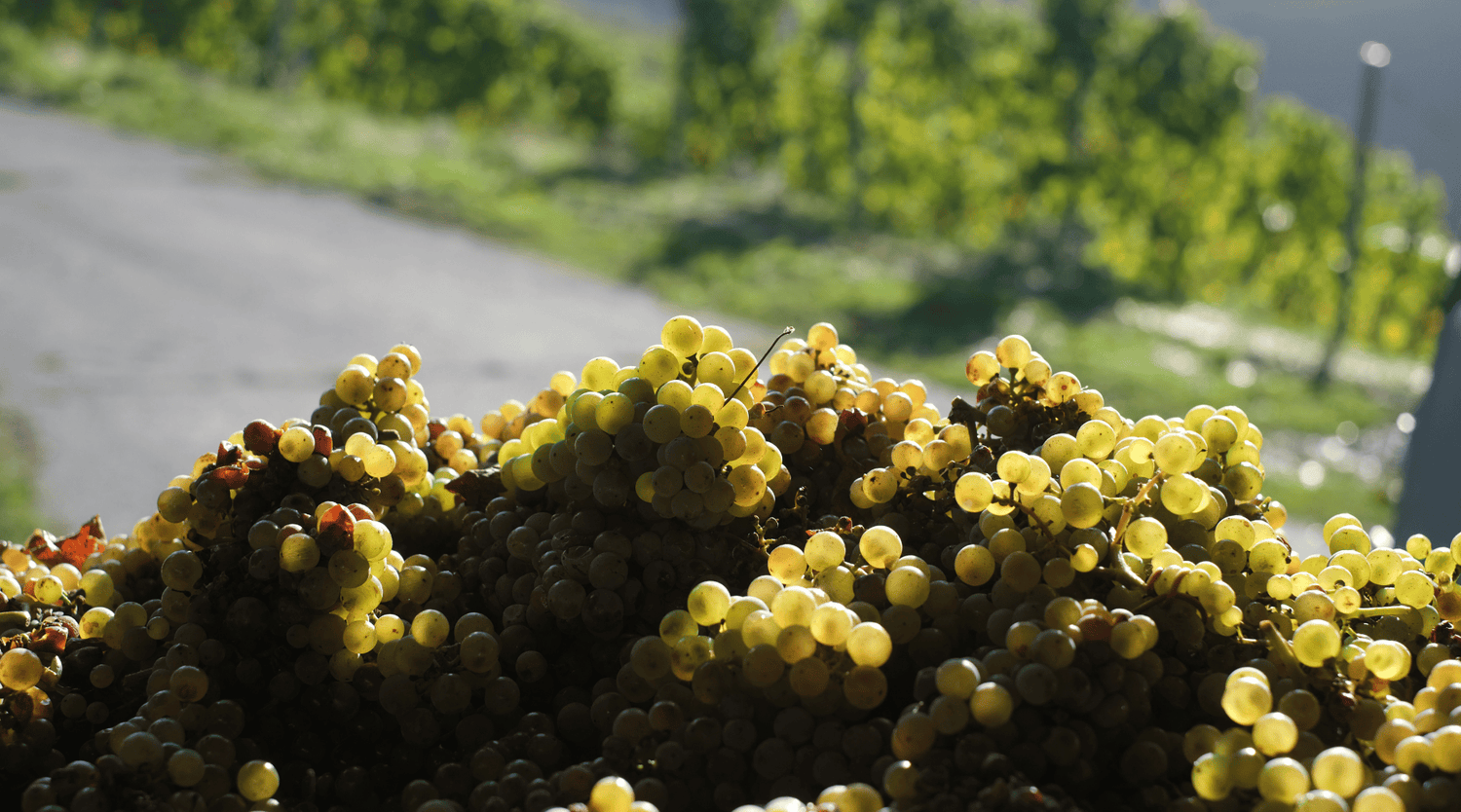 Trauben in der Sonne