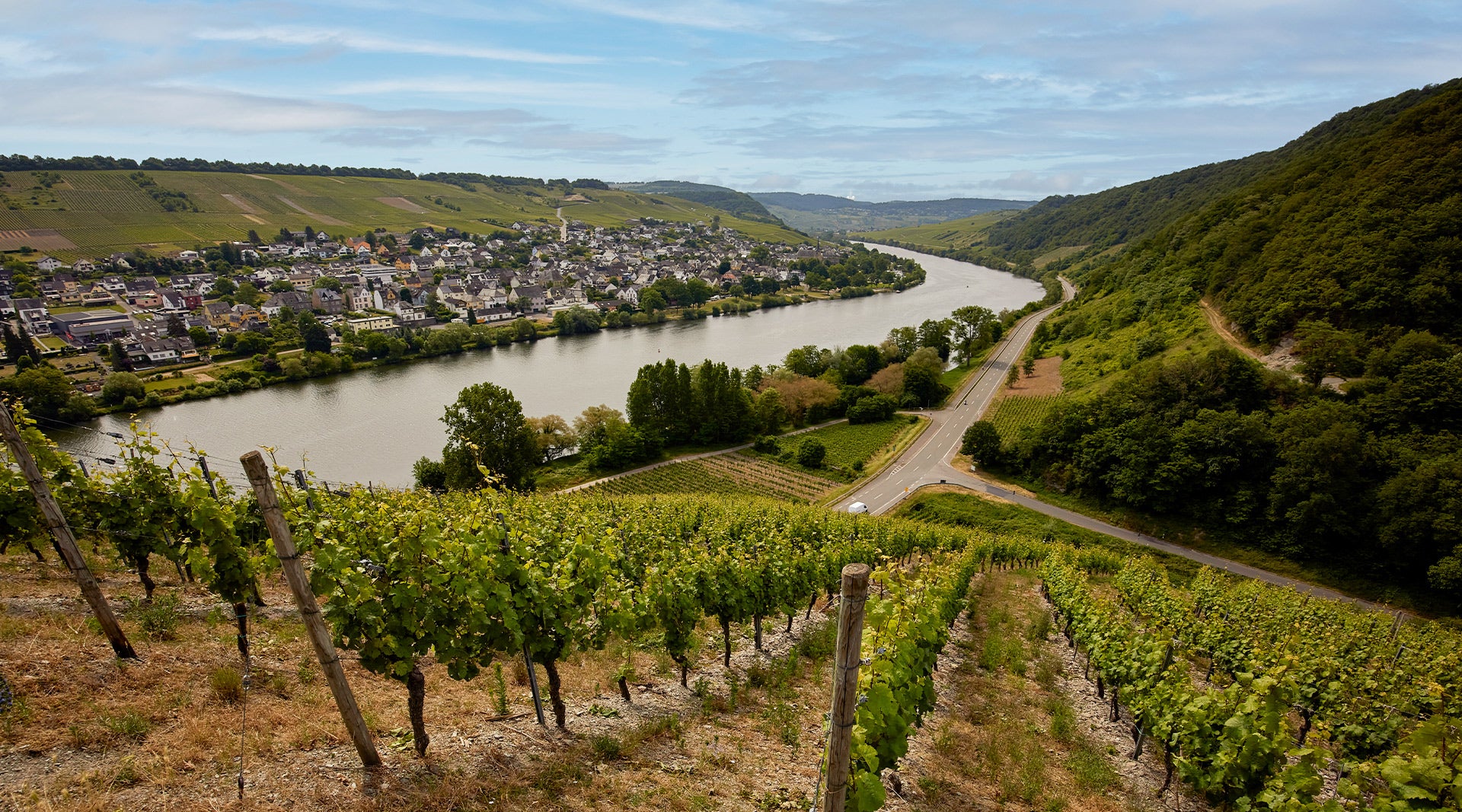 Weinberg mit Blick auf die Mosel und auf Neumagen-Dhron