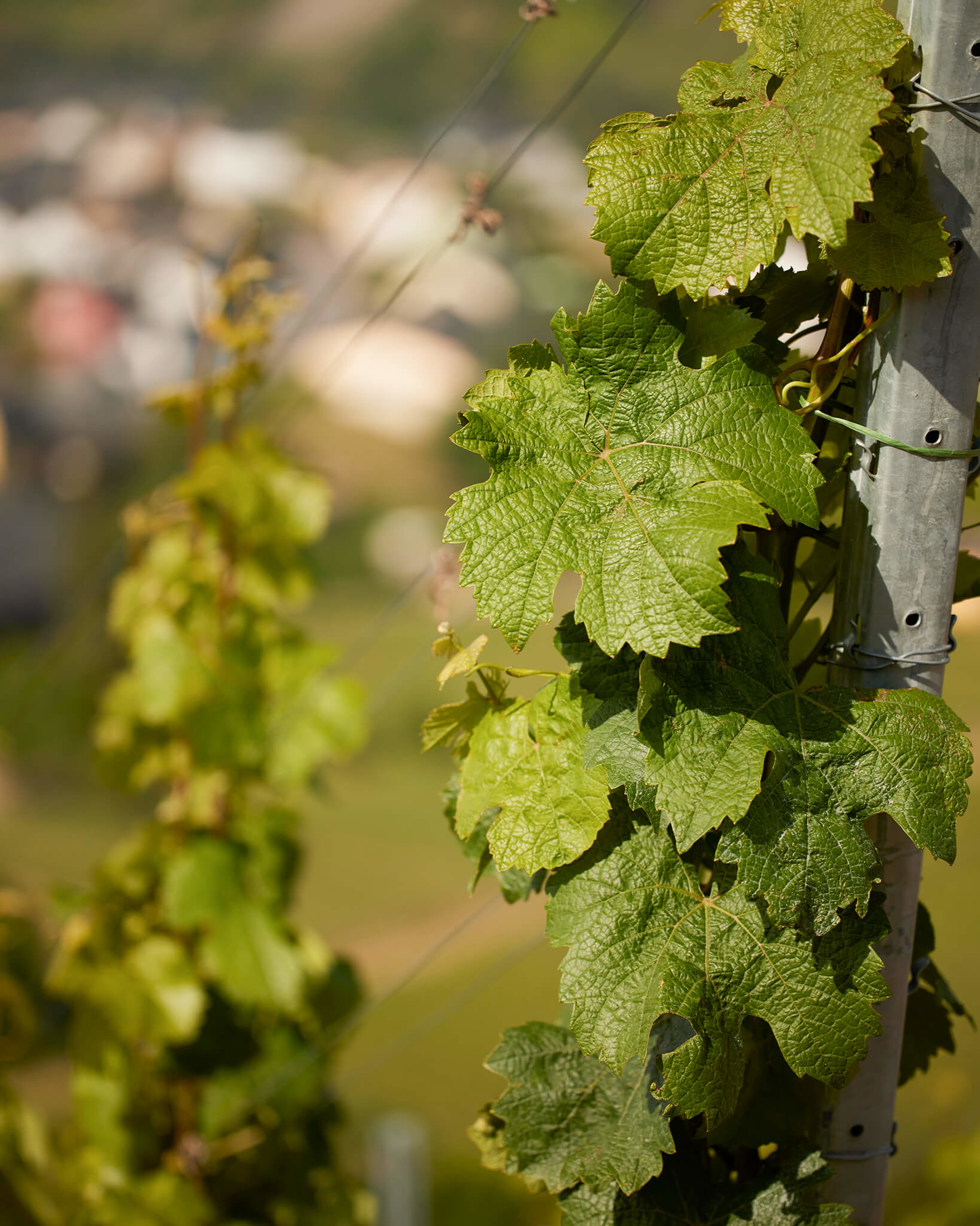 Reben am Weinberg - Rebstockleasing