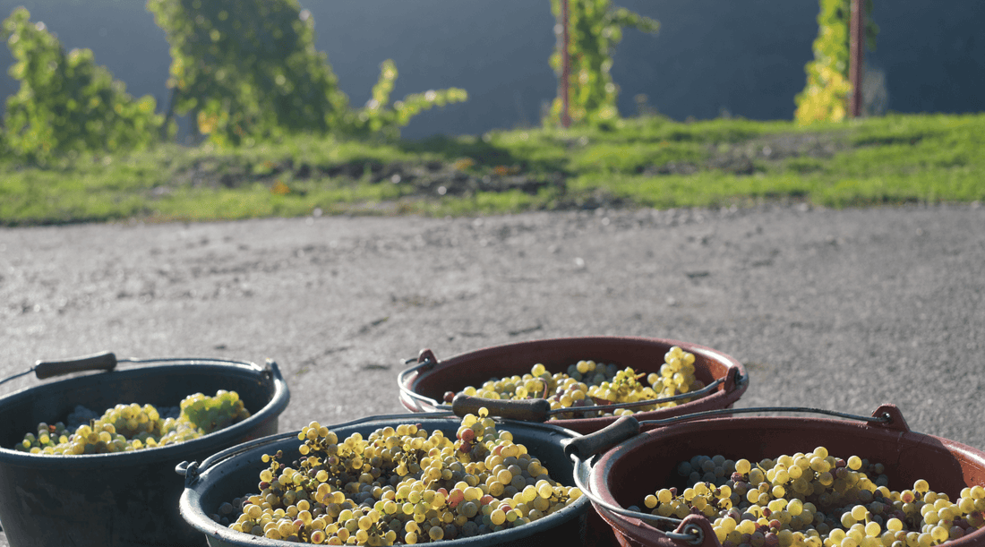 Weintrauben in Eimern bei der Weinlese 2022