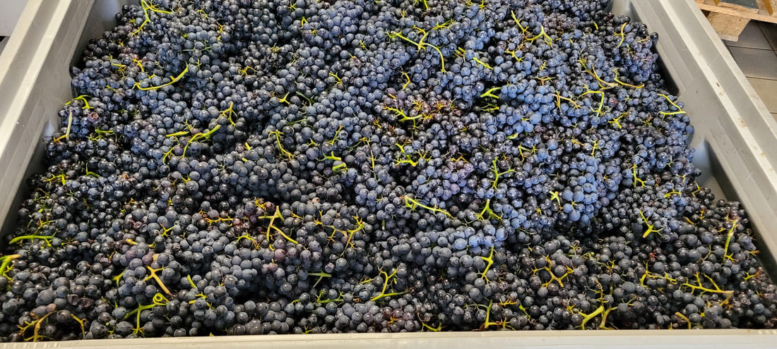 Premiere - Blanc de Noir im ersten Jahrgang