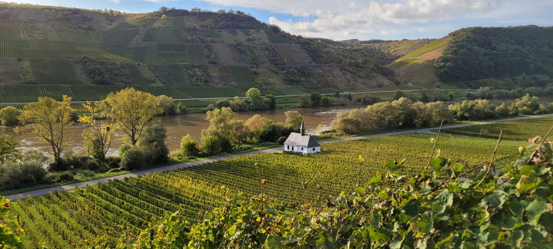 Die Weinlese 2024 – Ein Jahr voller Herausforderungen und Chancen