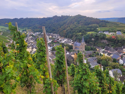 Wandertouren rund um Neumagen-Dhron: Natur, Wein und Geschichte erleben