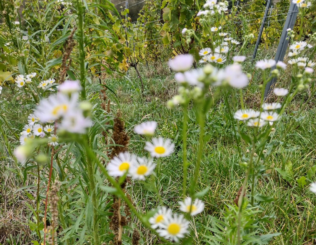 Corporate Social Responsibility im Weinbau