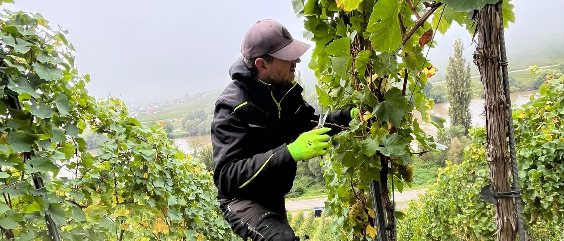 Weinlese an der Mosel: Was passiert zwischen erster Traube und fertigem Wein?