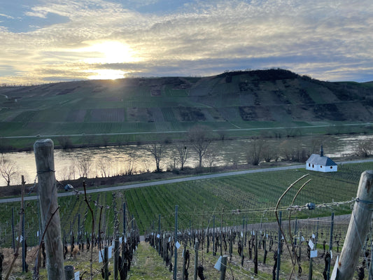 Winterarbeiten im Weinberg