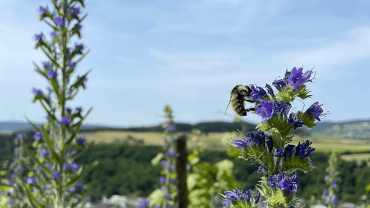 Biene auf Pflanzen im Weinberg