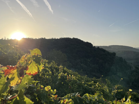 Jahresrückblick auf dem Weingut: Eine Reise durch Erfolge und Neuerungen