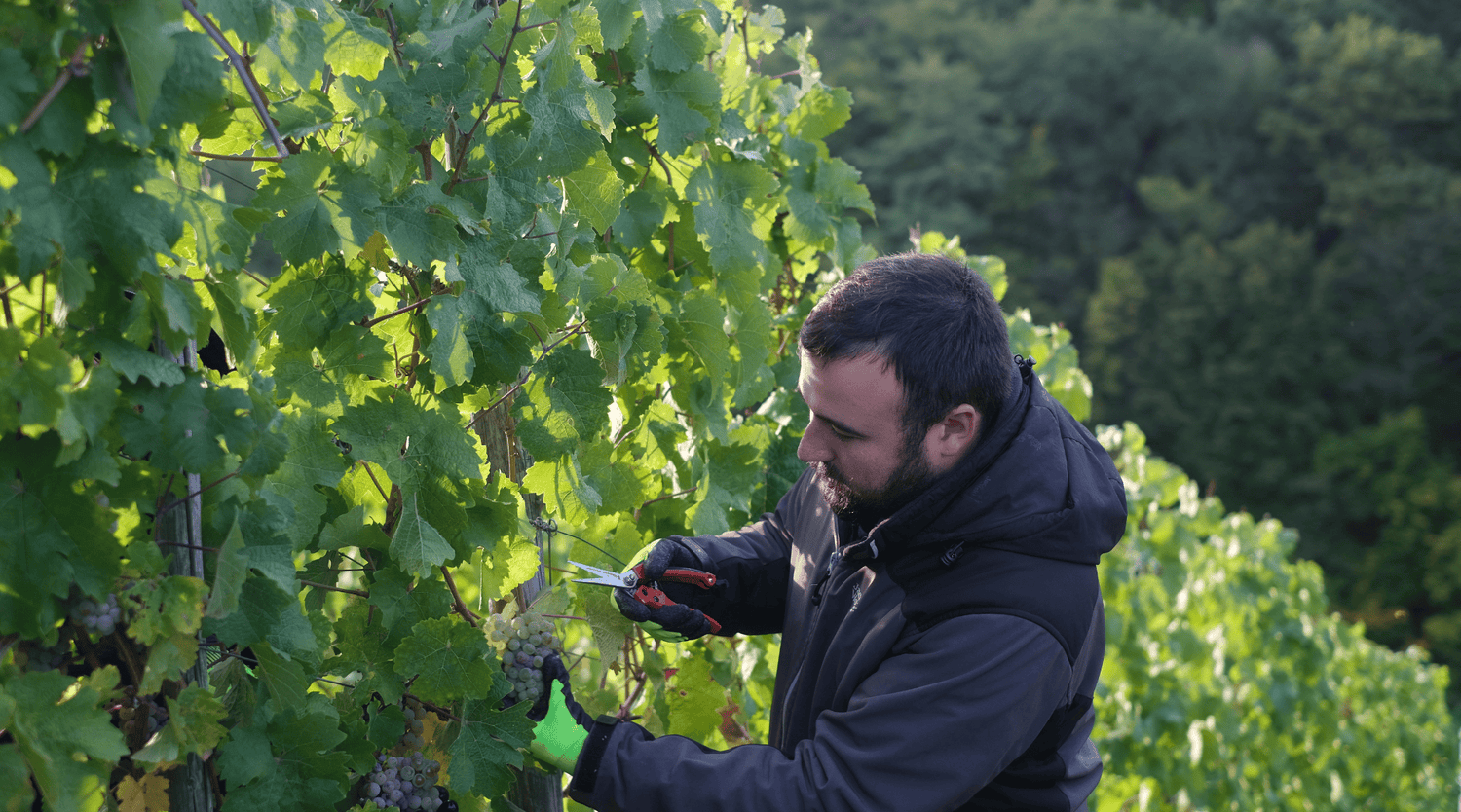Florian Maring im Weinberg, bei der Traubenlese, eine Traube abschneidend