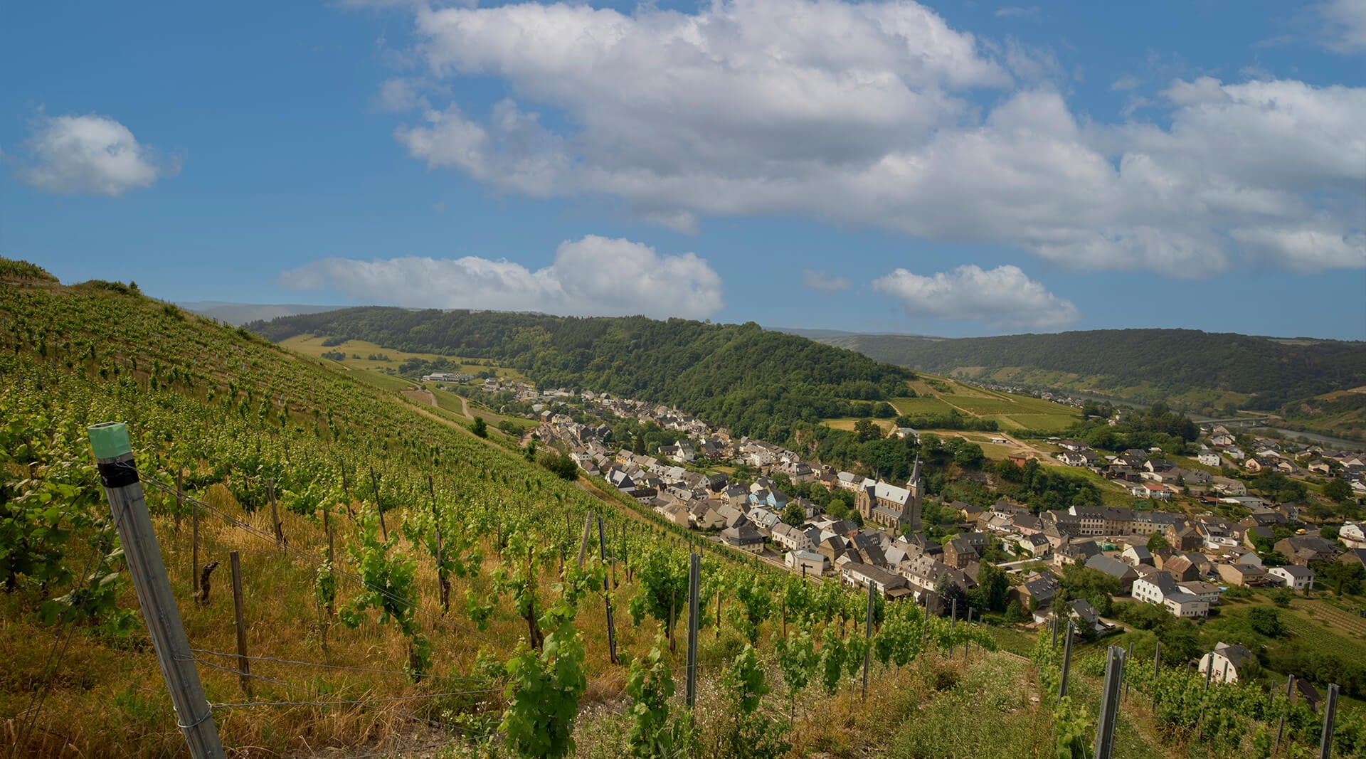 Weinberg mit Blick über Dhron